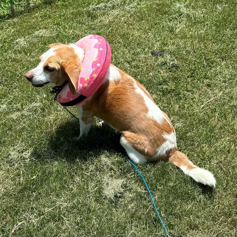 Sprinkles-Dogs and Cats Donut Inflatable Collar Pet Soft Recovery E-Collar cone - Picture 5 of 6